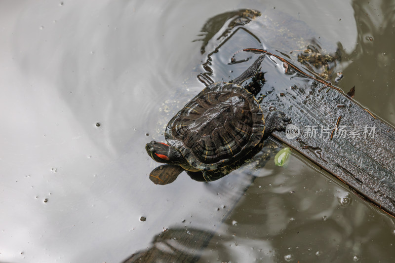 水中木头上的乌龟特写