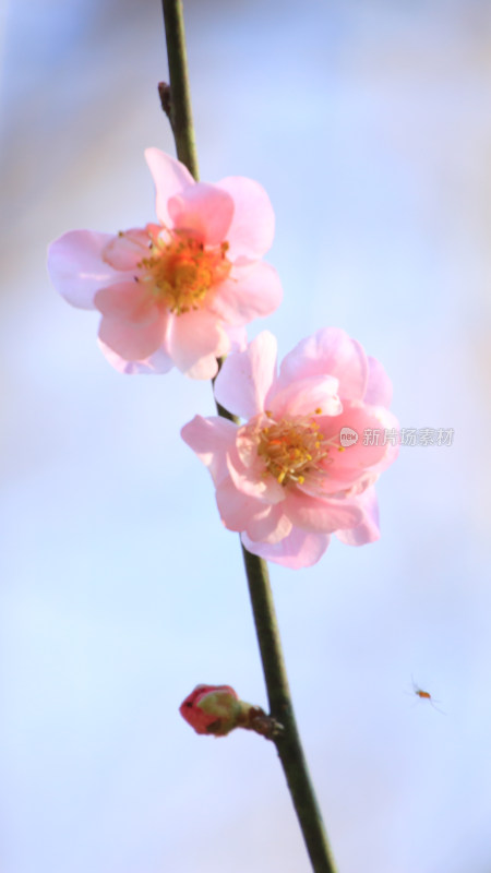 粉色梅花枝头绽放的特写