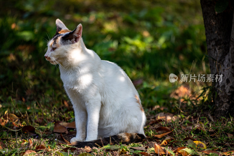 草地上坐着的三色猫