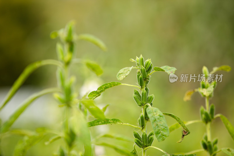 硕果累累的芝麻庄稼特写