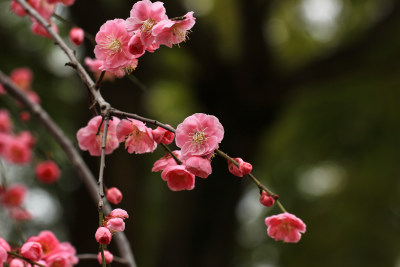 春天梅花盛开