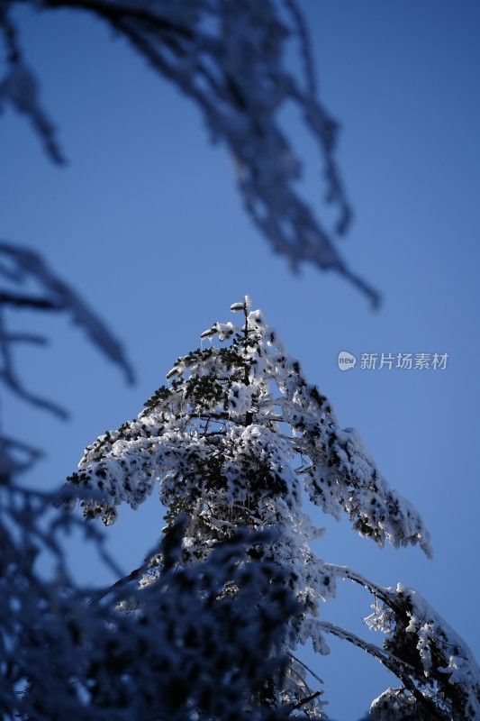 四川眉山瓦屋山景区冬日树枝上的冰雪