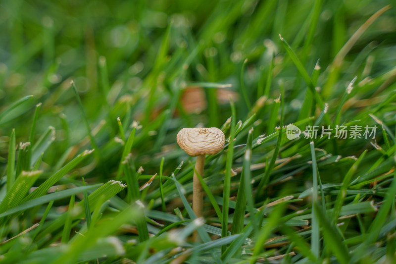 雨后草丛中的蘑菇