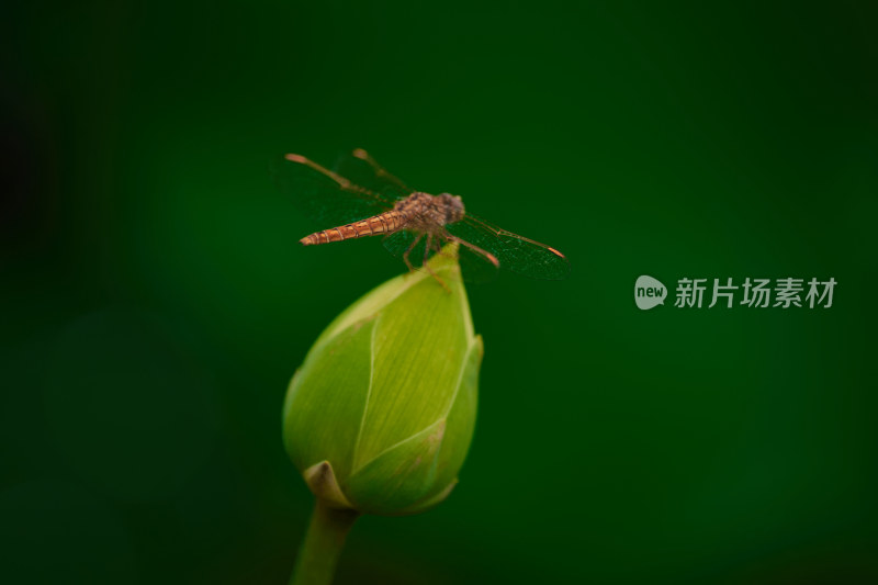 荷花苞上的蜻蜓