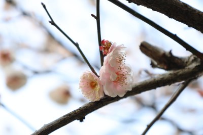 枝头绽放的粉色梅花