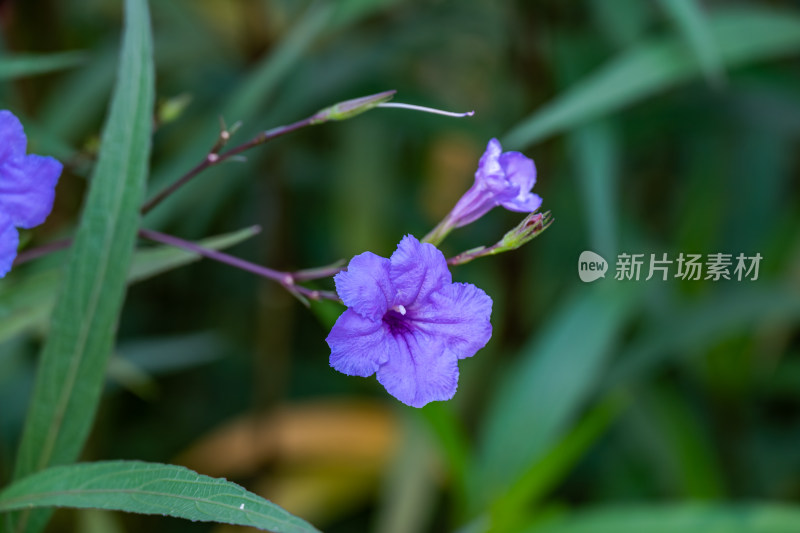 路边，盛开的蓝花草特写