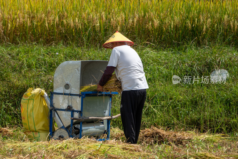 农业农耕农民丰收水稻场景