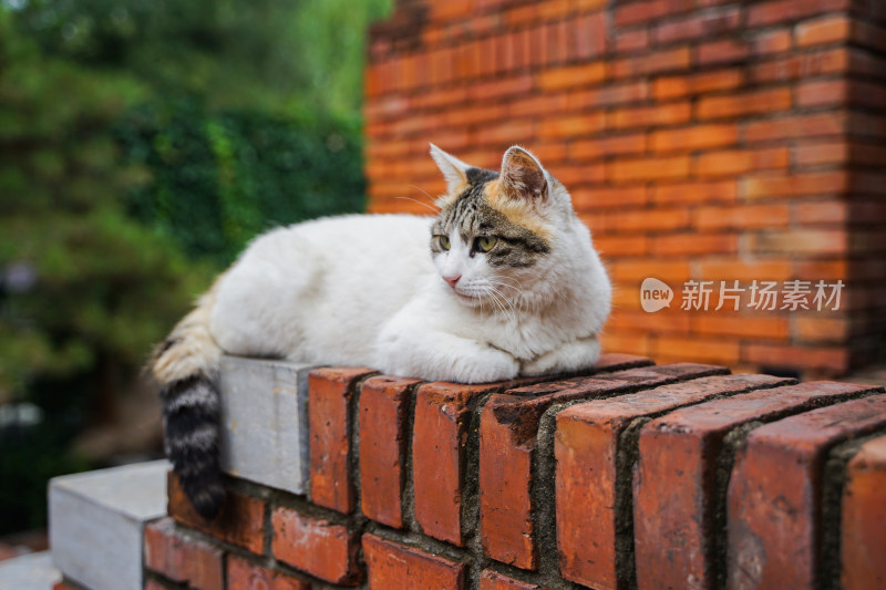 流浪猫趴在红砖墙上休息