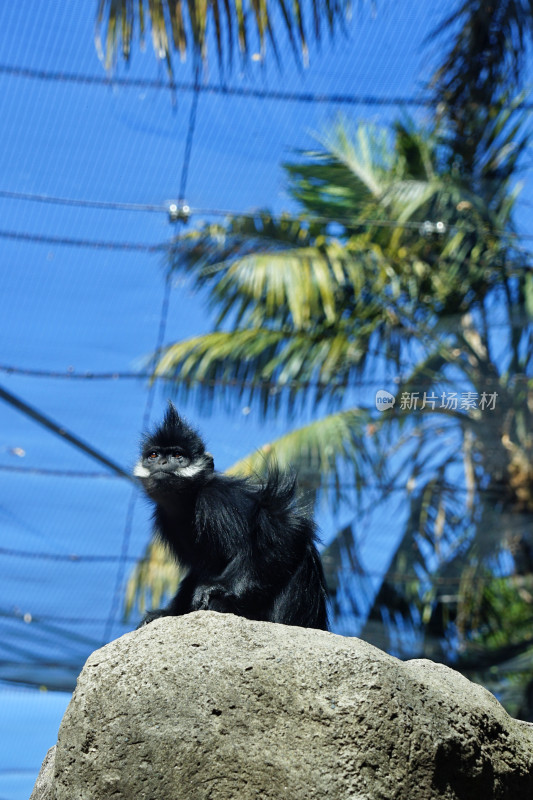 悉尼塔龙加动物园，黑叶猴