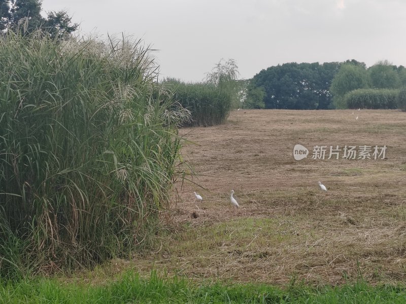 开阔田野中几只白鹭觅食的景象