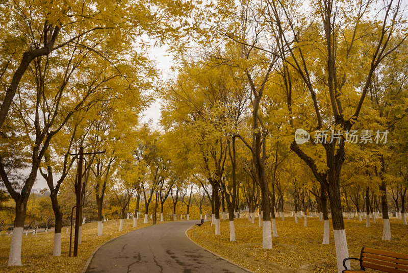 铺满黄叶的公园小径秋景