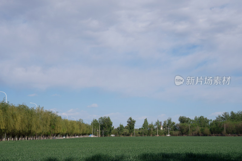 农村的麦子地在夏初时节