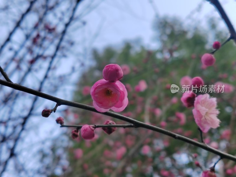 枝头绽放的粉色梅花近景特写