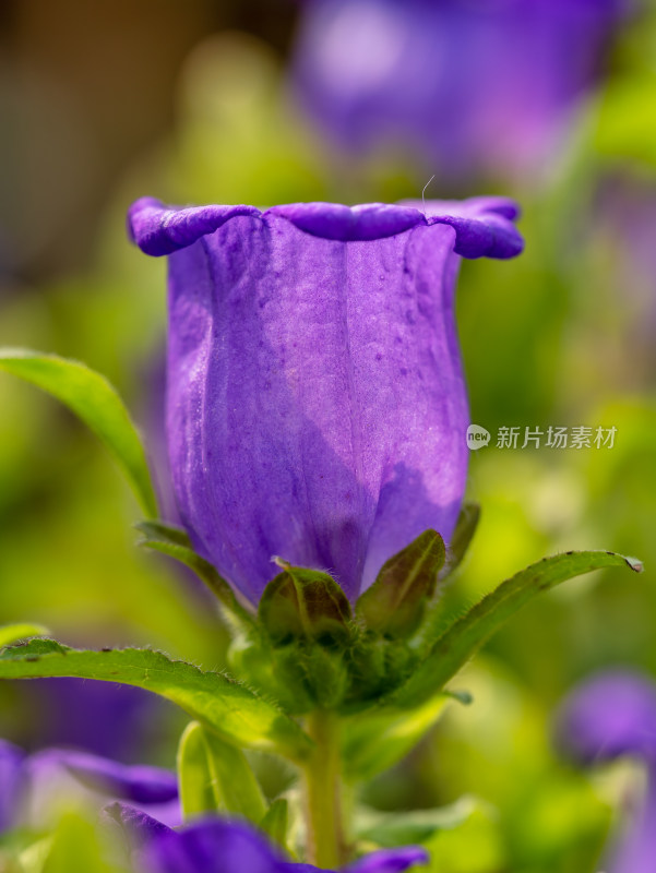 风铃草花朵特写