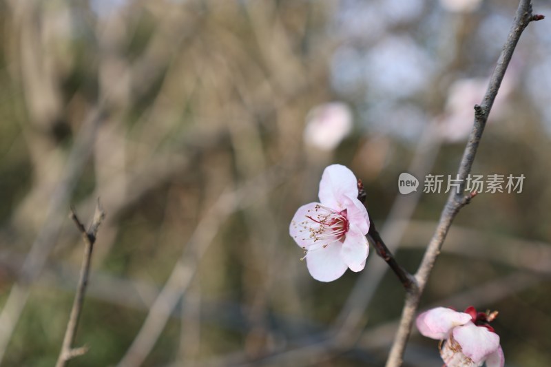 特写粉色单朵梅花