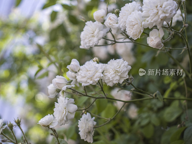 夏季花朵特写