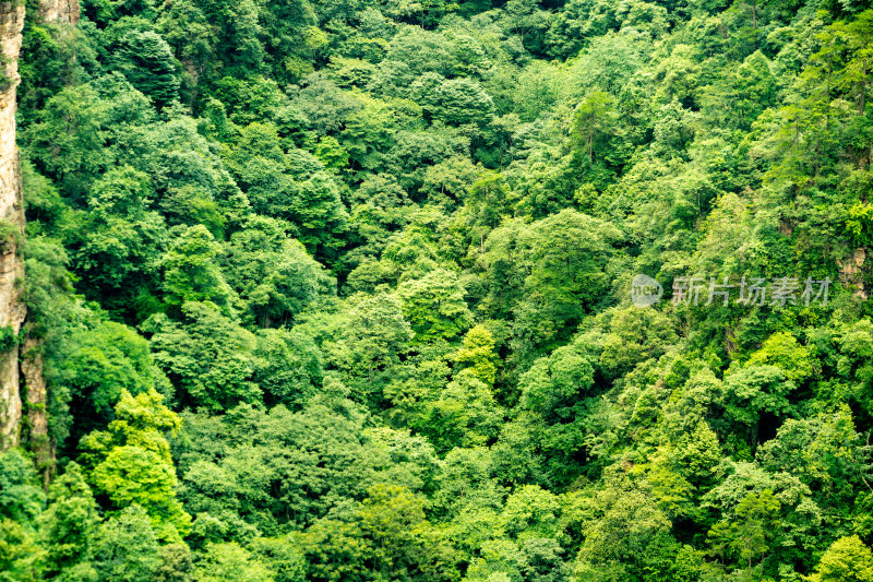 中国湖南张家界景区奇特山峰与茂密森林