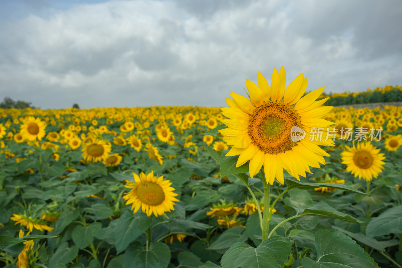 贵州高原向日葵花海