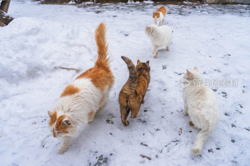 院子中的猫群雪天