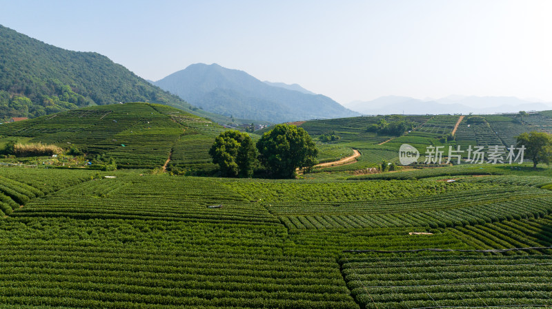 航拍杭州龙坞茶园 茶山 茶田