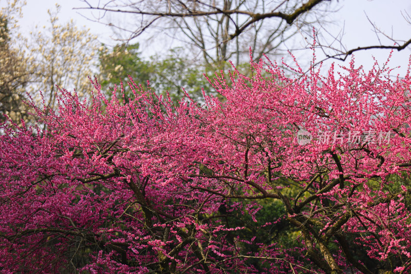 红色梅花特写镜头