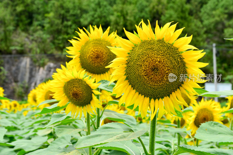 美丽田野田园太阳花葵花花朵向日葵