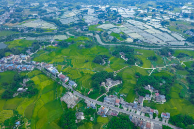 平原农村鱼塘田园纵横交错