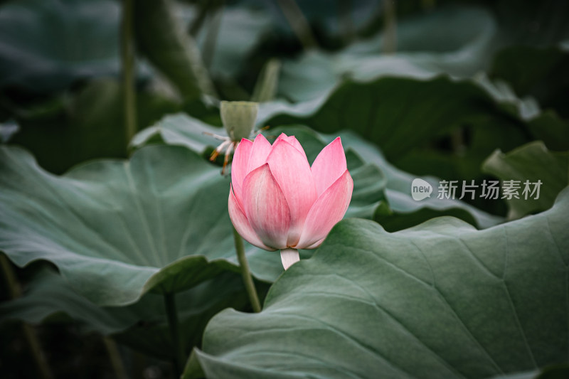 雨后荷花