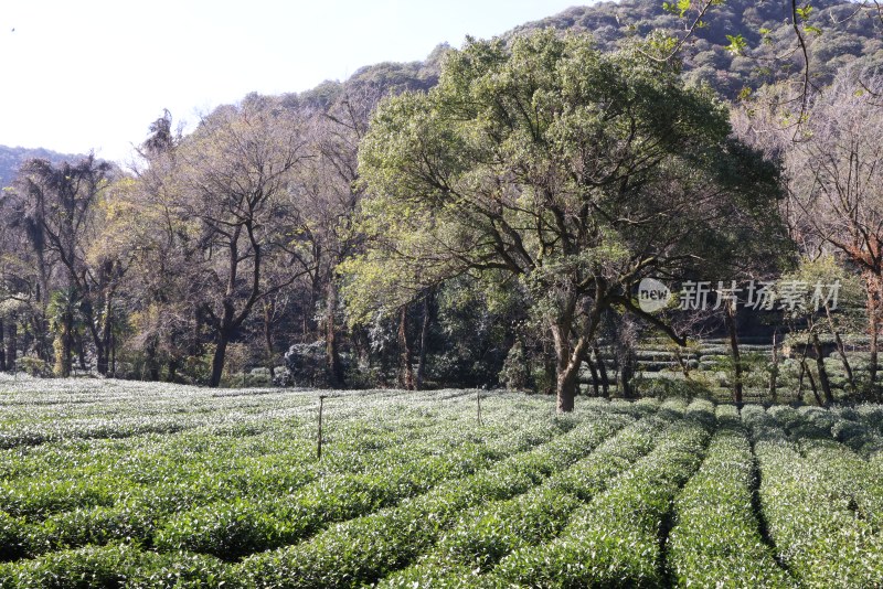 杭州九溪茶园茶叶基地里孤独的树