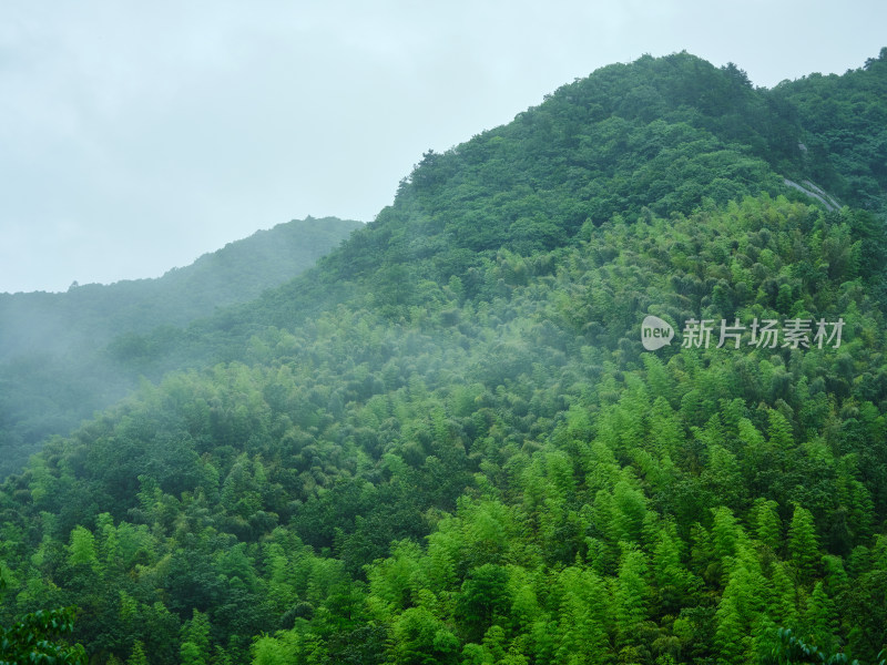 安吉夏天雨季山间竹林云雨