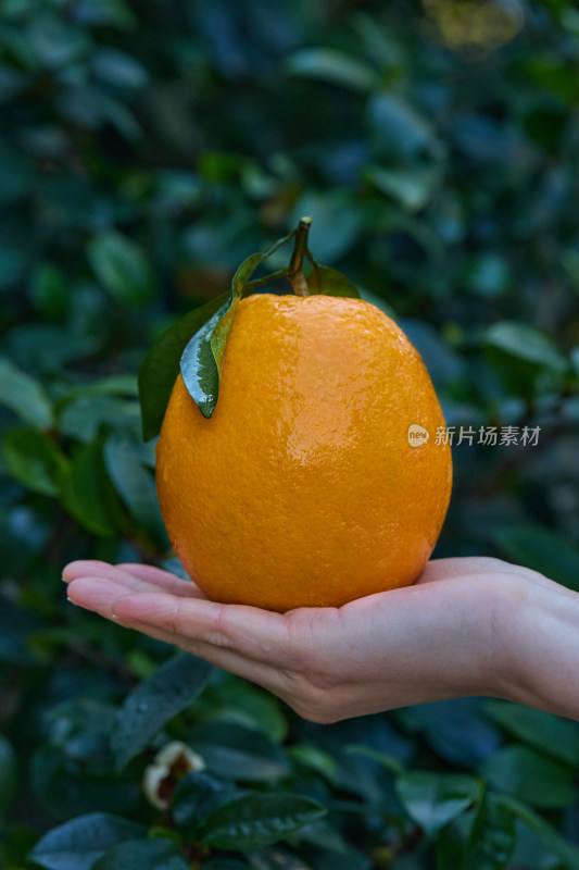 赣南脐橙 橙子 脐橙 新鲜脐橙 橙子脐橙