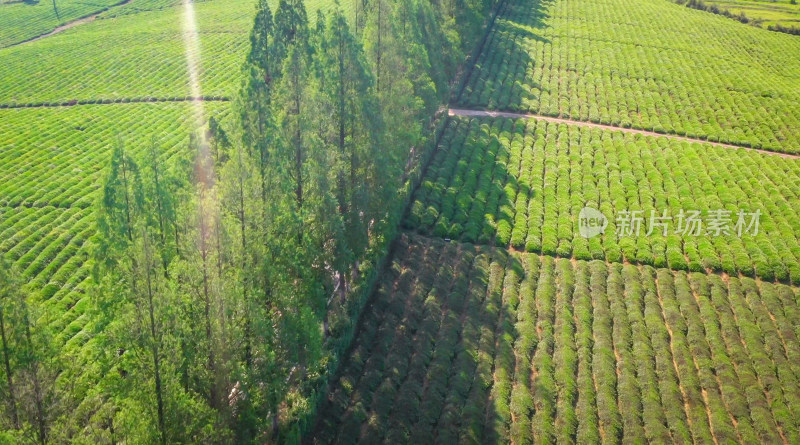 德清县五四村水杉树绿色植物