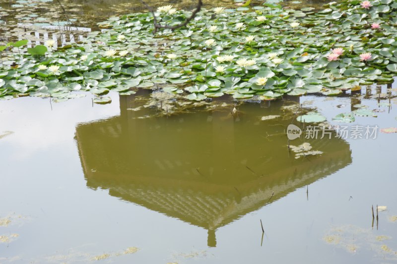 广东东莞：池中睡莲盛开