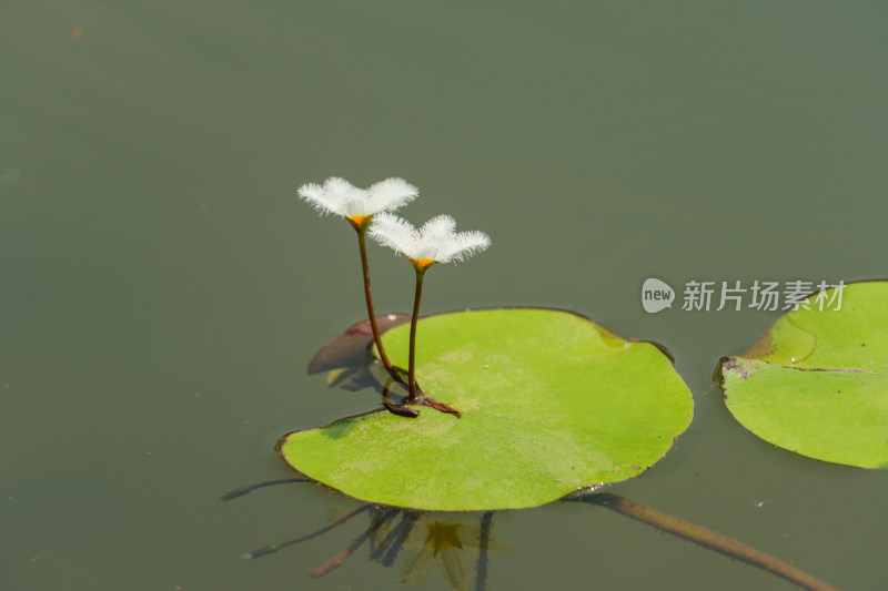 水生植物金银莲花的花朵