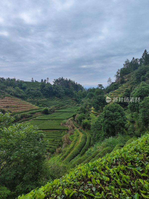 山间的层层茶树梯田景观