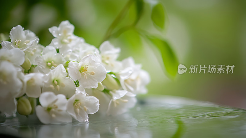 唯美清香白色绣球花夏末桌面壁纸背景图