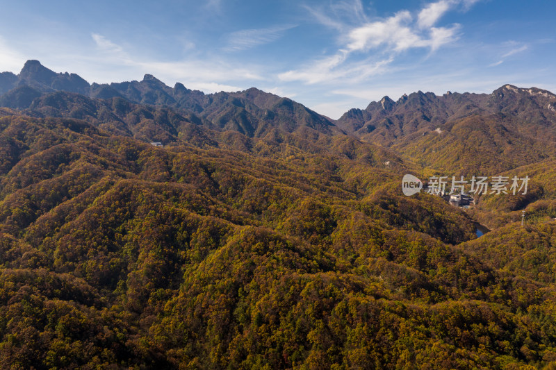 秋景漫山黄叶