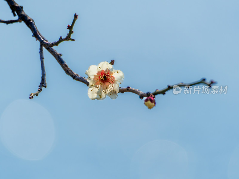 玄武湖边一枝盛开的梅花