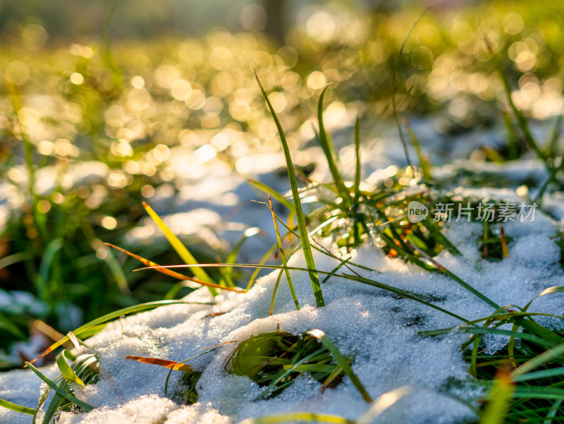 下雪后的麦冬草