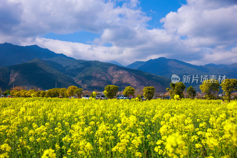 油菜花田与山