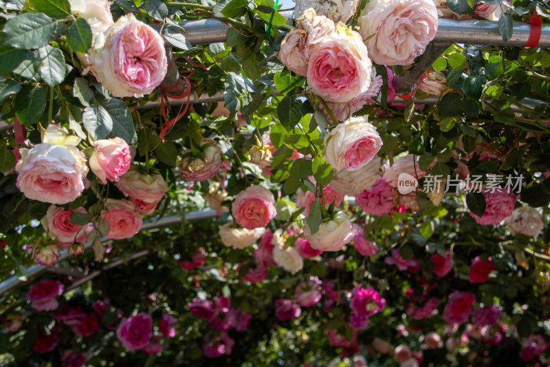 春天绿叶间鲜花绽放的粉红色玫瑰隧道