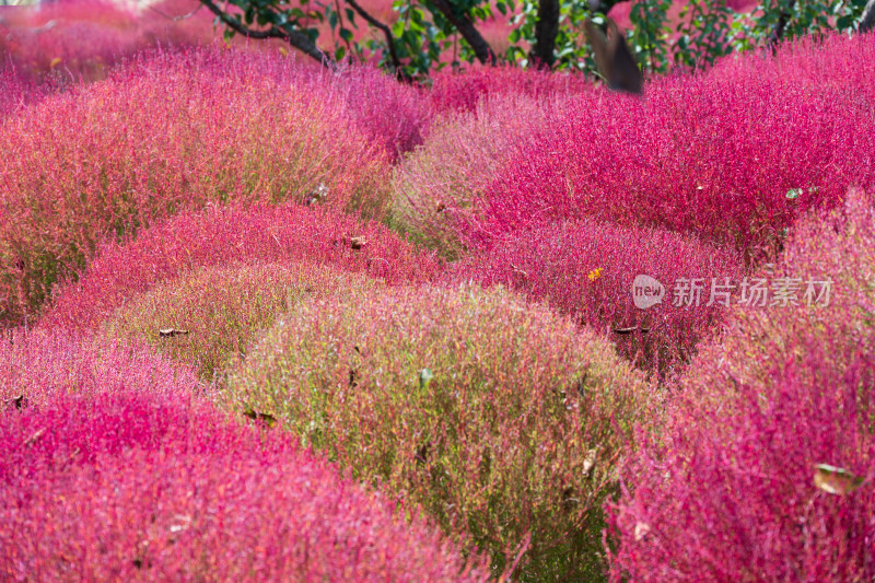 大连英歌石植物园秋天红色的地肤草