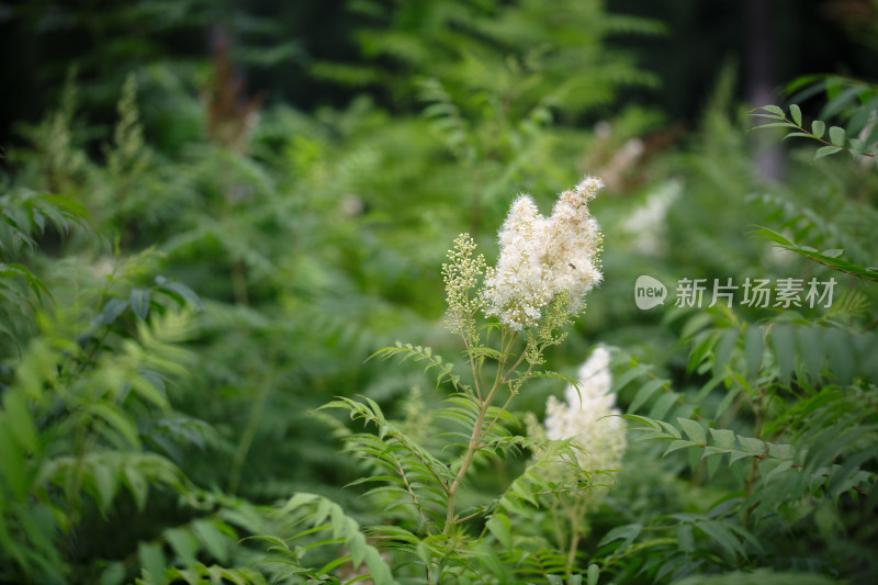 野外的珍珠梅