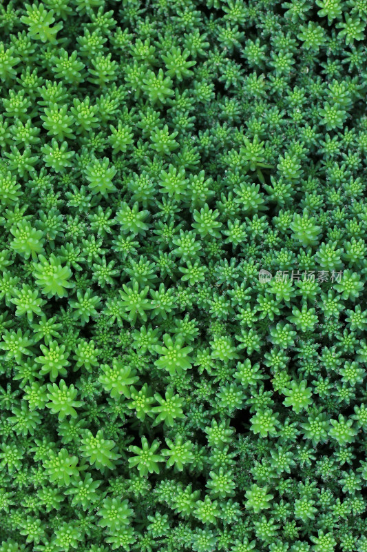 中华锦天，绿色植物，多肉自然背景