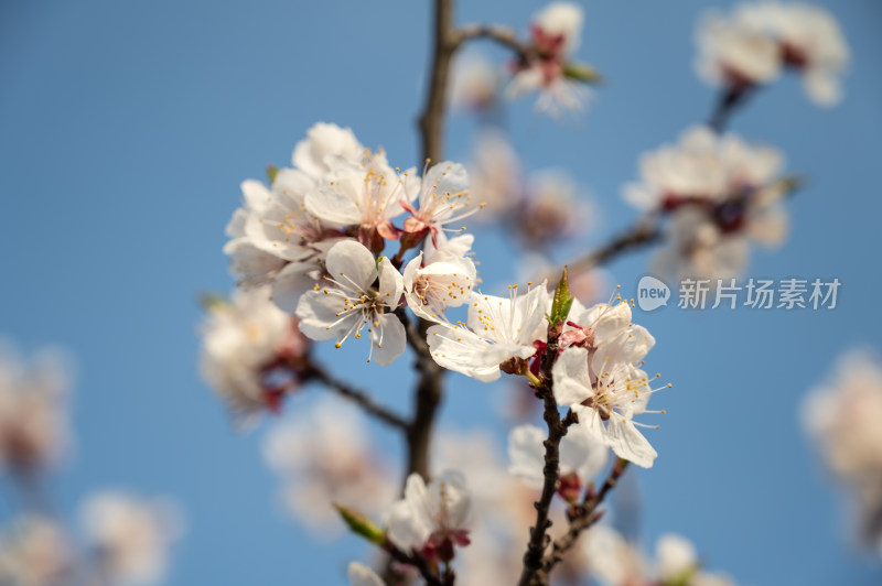 春天盛开的杏花特写