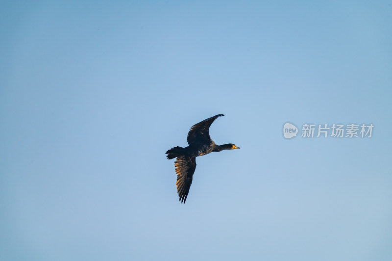 洛阳洛河边湿地里空中飞翔的鱼鹰（鸬鹚）