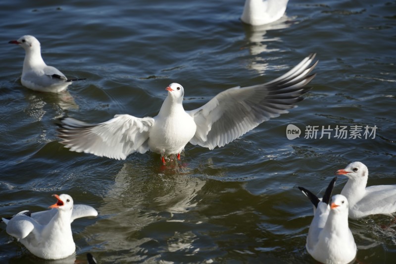 昆明大观楼公园水面上一群海鸥悠闲游动