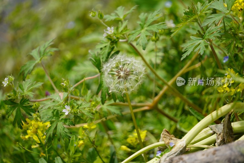 蒲公英植物