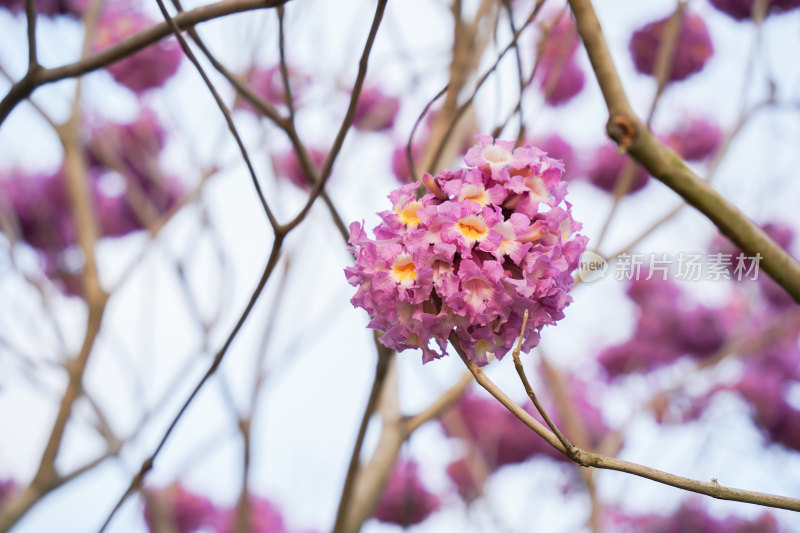 紫风铃花