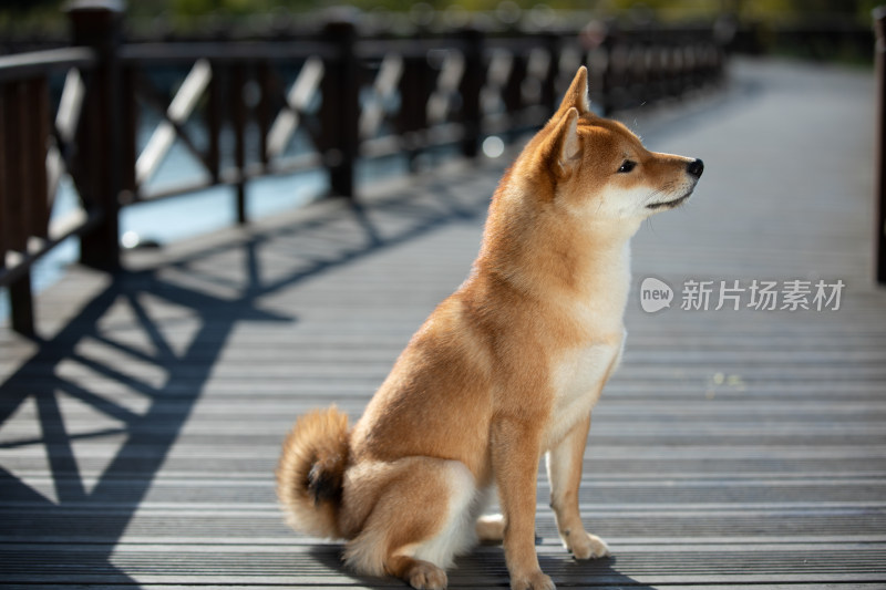 一只坐在栈道上的快乐柴犬